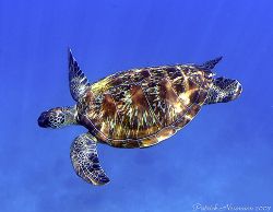 This turtle is always at the same place Similan Nr.8 bay ... by Patrick Neumann 